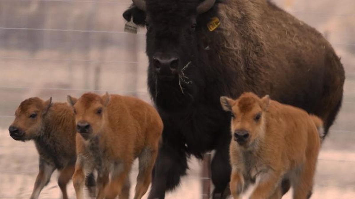 Wanuskewin welcomes first generation of baby bison born on land in ...