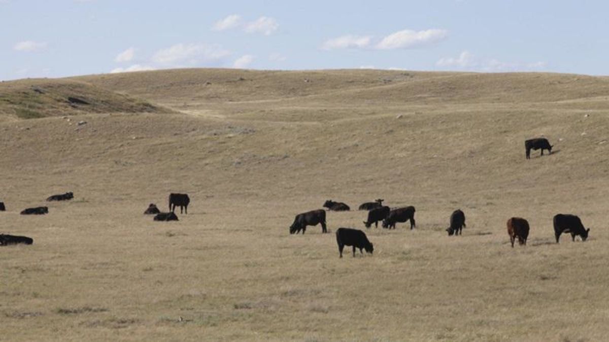 Feeder cattle prices rebounding farmnewsNOW