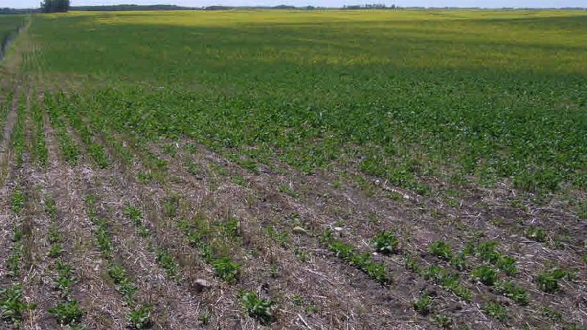 Diagnosing suspected spray drift damage to crops and property farmnewsNOW