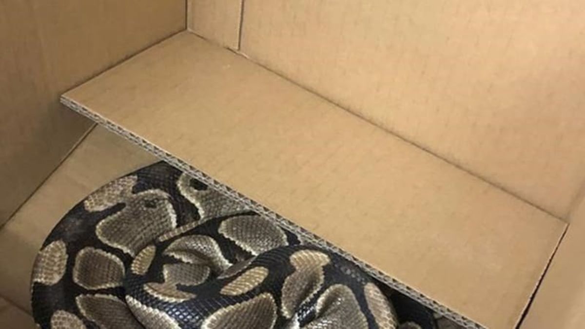 Second bid for freedom proves fatal for ball python near Victoria ...