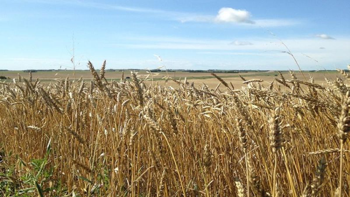 Latest Alberta Crop Report shows 90 of crops have been harvested