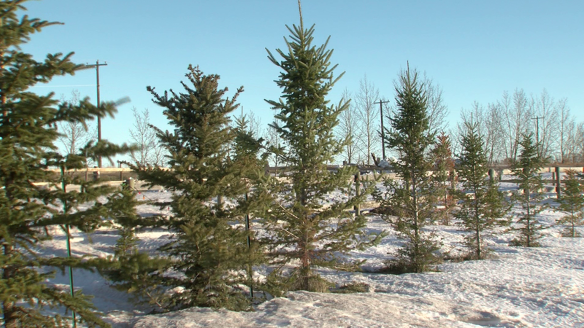 Ucut Christmas tree experience brings holiday cheer CHAT News Today