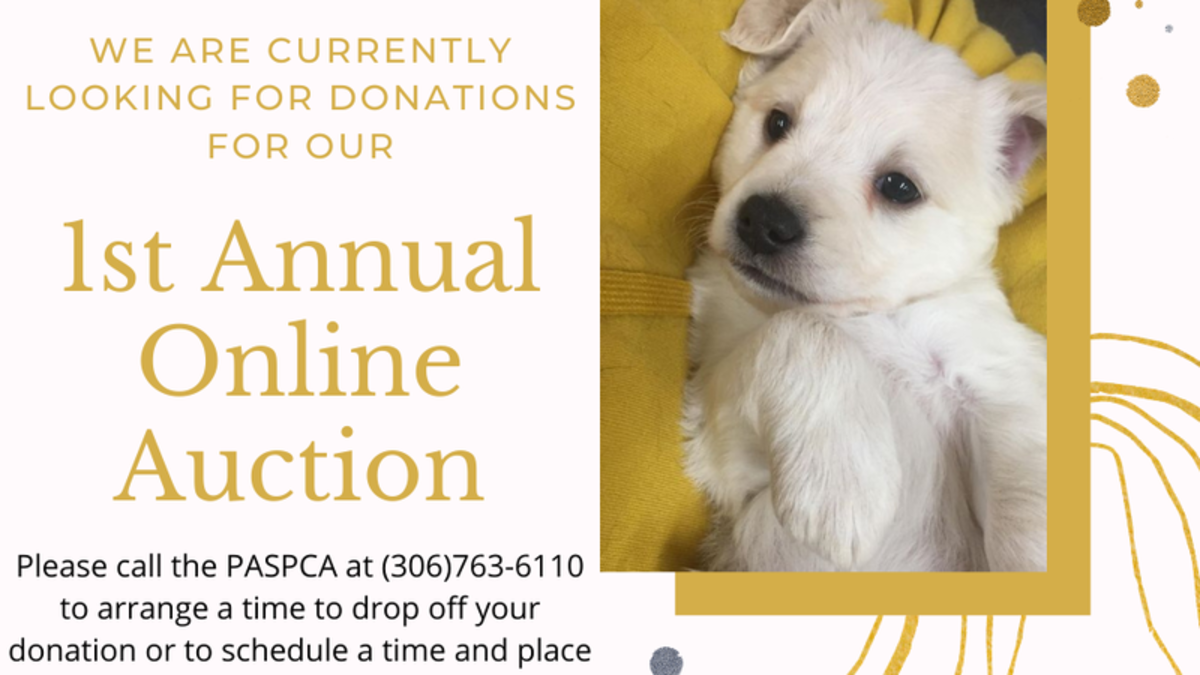 Online Auction for SPCA Donations Requested paNOW