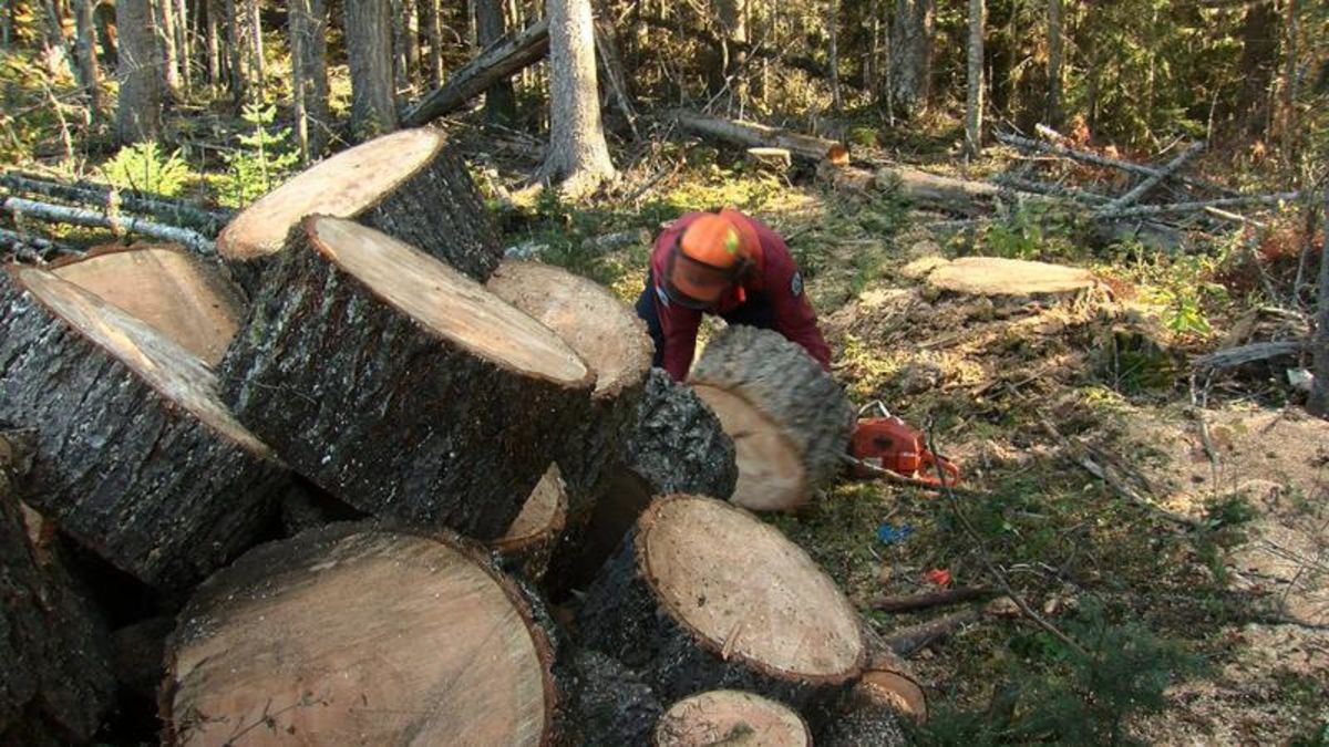 Fuel management projects planned for Prince and Vanderhoof areas