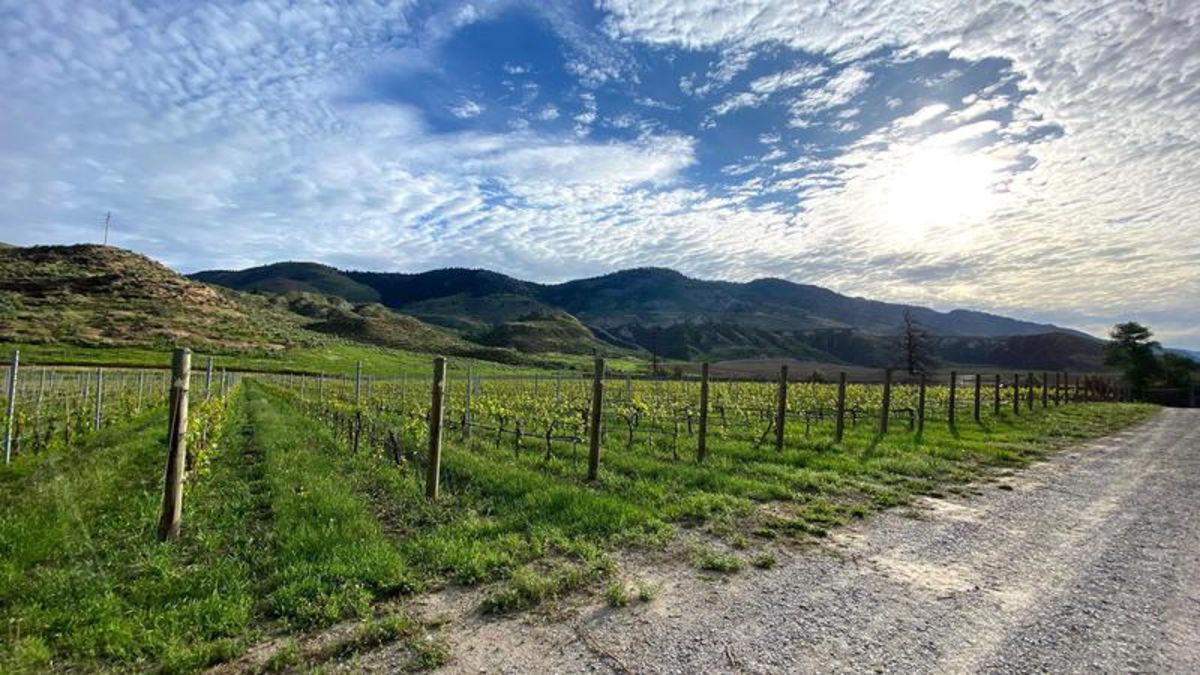 Kamloops wineries prepare for B.C. Wine Month, tourism season CFJC