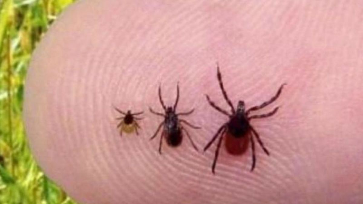 Ticks are back in Saskatchewan, risk of Lyme disease remains low paNOW