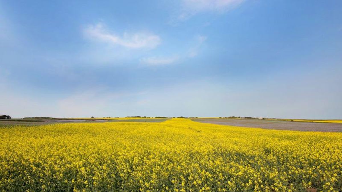 Canola crushing plant to be built on Canada-U.S. border | paNOW