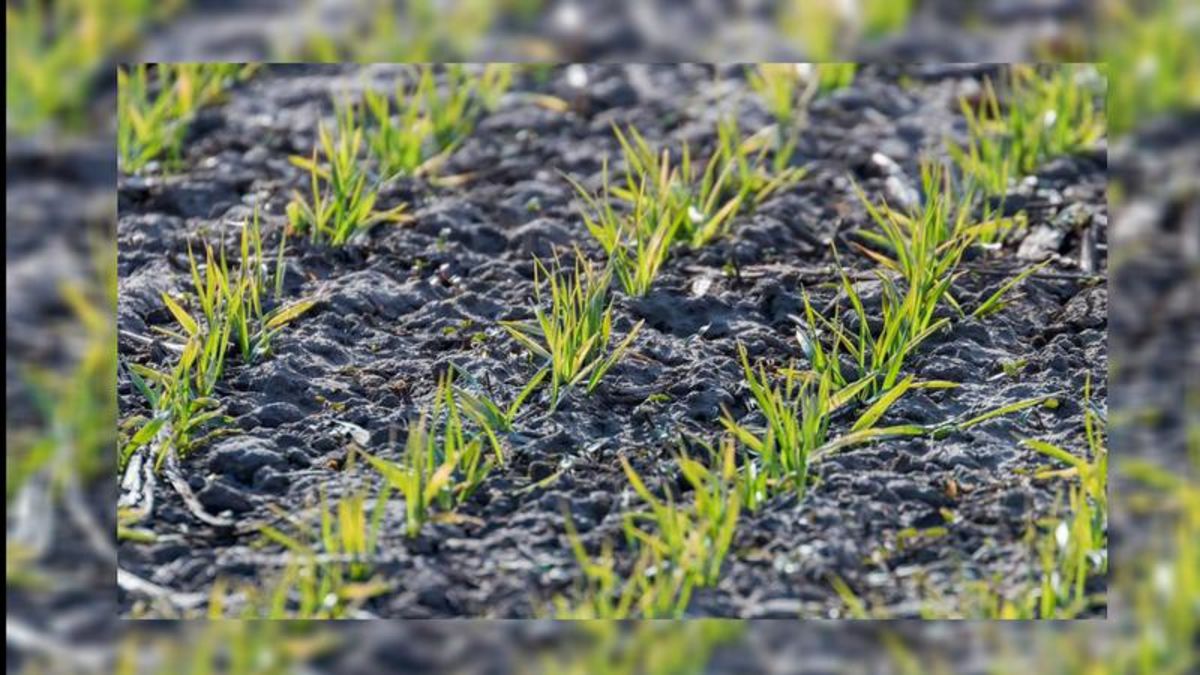 Seeding mainly wrapped up now for NW region; crops progressing nicely ...
