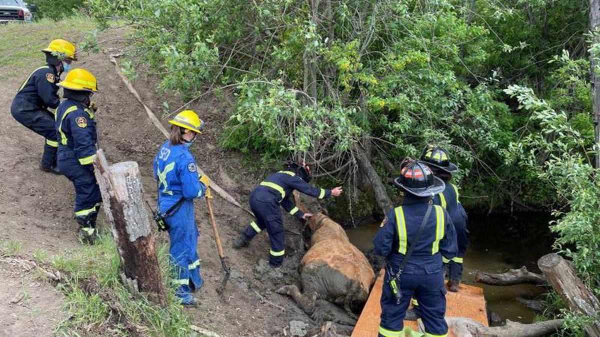 County crews rescue cow after sliding down embankment near Teepee Creek ...