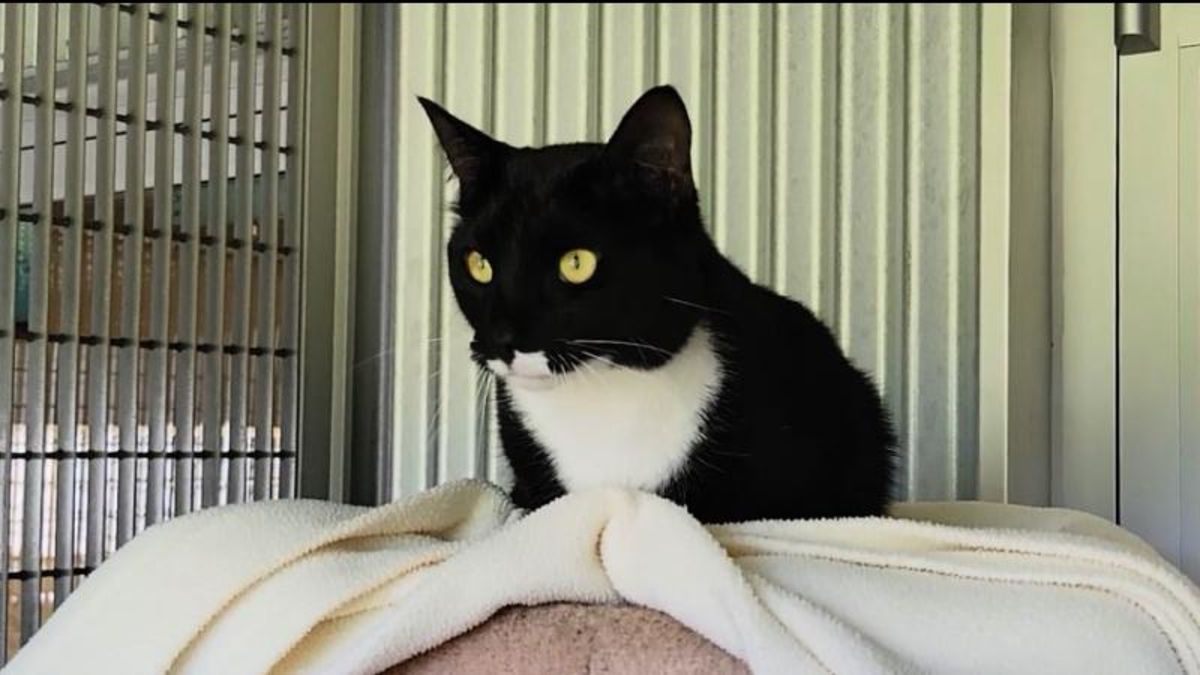 Low Key Cat Example Meet Bailey, a handsome, low-key cat looking for low-key owners ...