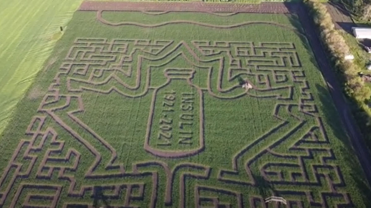 Lacombe corn maze celebrates a century since insulin discovery ...