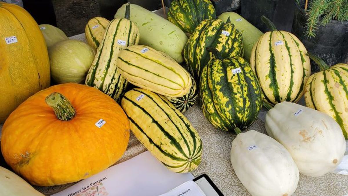 Battlefords farmers markets reporting positive sales over summer