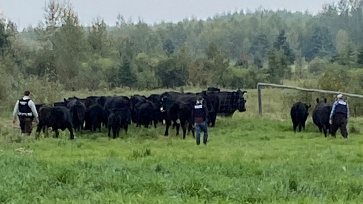 From Alberta to Saskatchewan, RCMP livestock catch fraudulent cattle