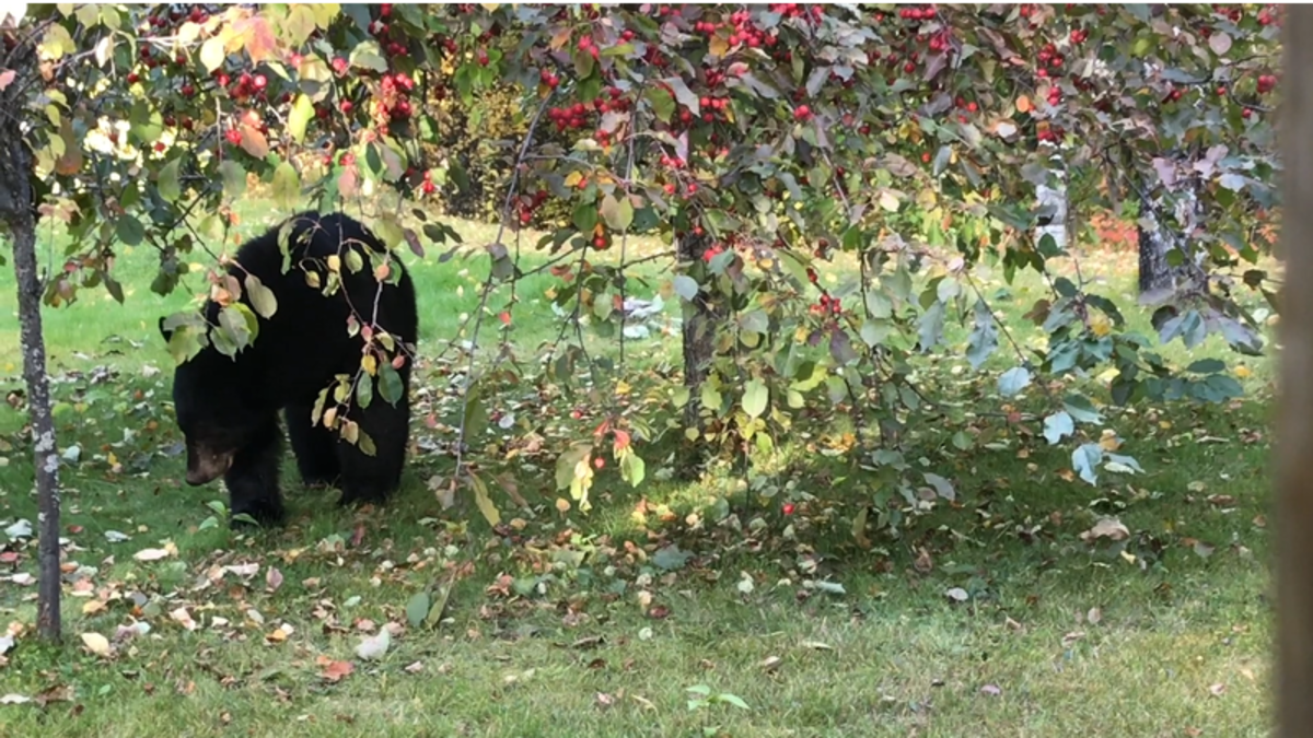 Burns Lake RCMP reminds public of bear safety after several sightings ...