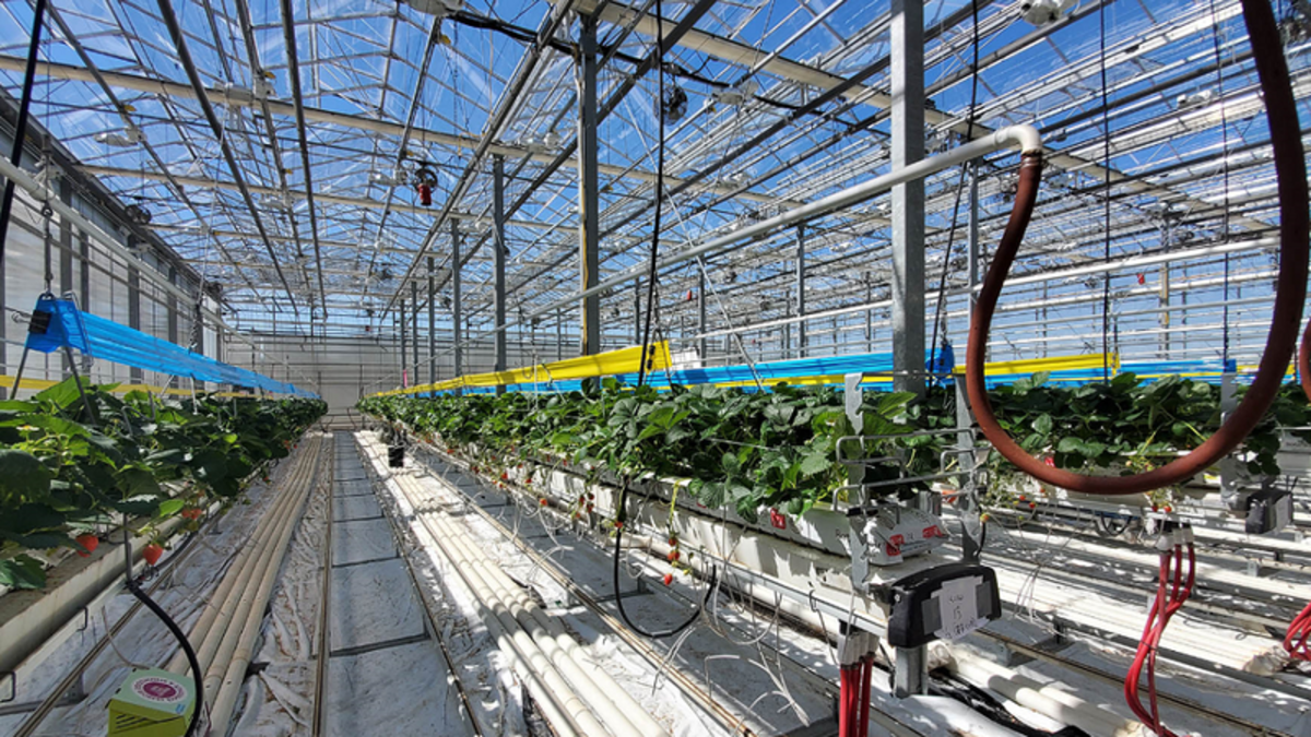 783K investment in Alberta AgTech venture with Sunterra Greenhouses
