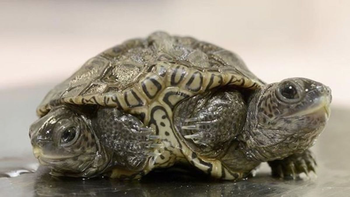 2-headed baby turtle thrives at Massachusetts animal refuge | Vernon ...