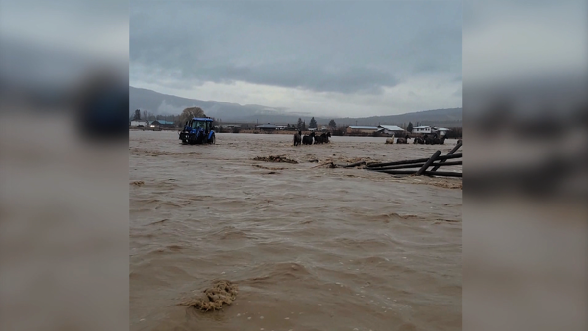 Merritt community comes together for heroic horse rescue amid heavy