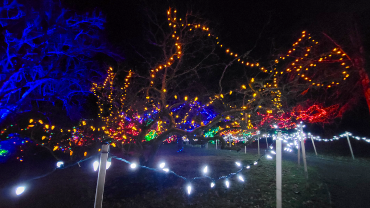 VIDEO ‘We’re just thrilled’ iconic Christmas lights tradition returns