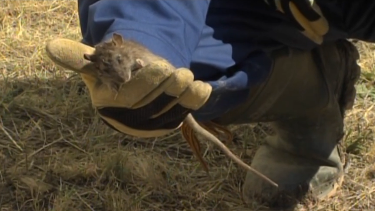 Cypress County Rat Patrol on the job | CHAT News Today