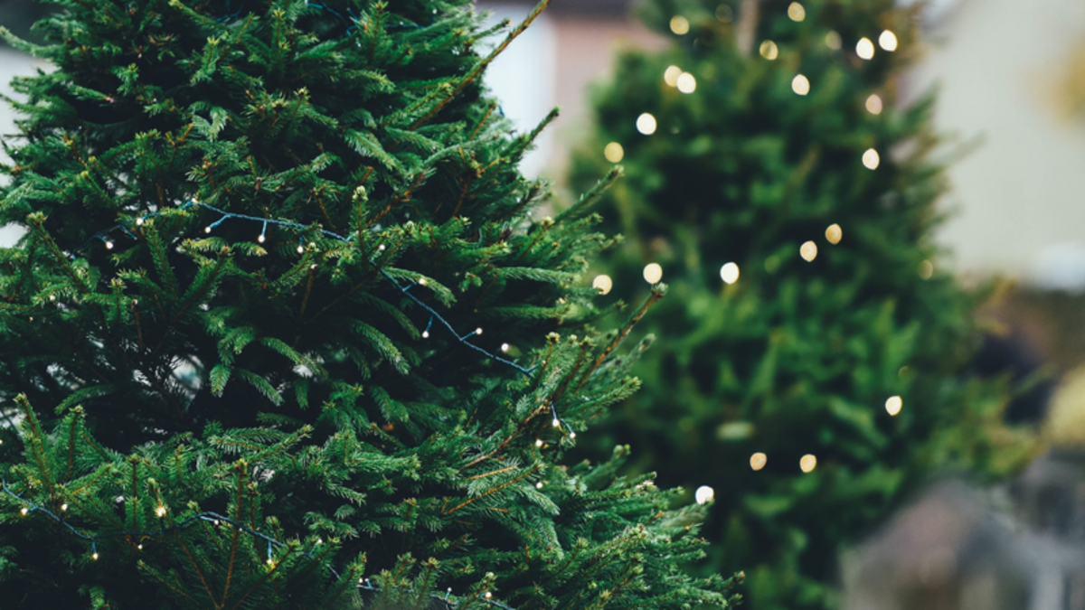 Reminder of additional garbage and recycling pick up; Christmas tree
