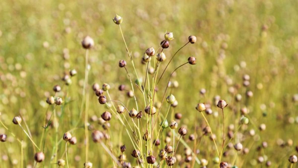 New flax processing plant opens in Regina paNOW