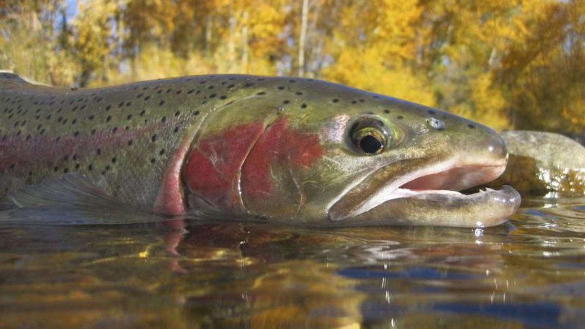 Citing record low return estimates, conservation groups lobby government  for steelhead protection