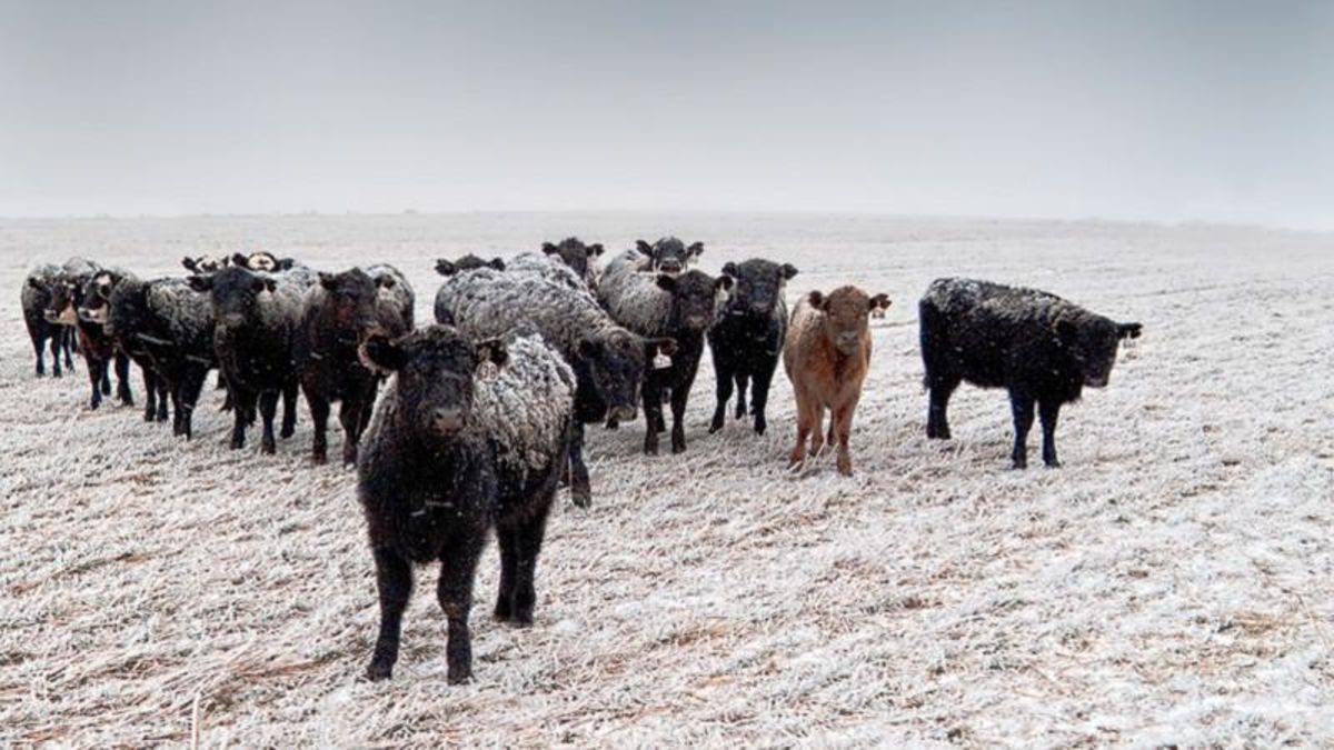 Listen Last year’s drought contributing to copper deficiency in cattle farmnewsNOW