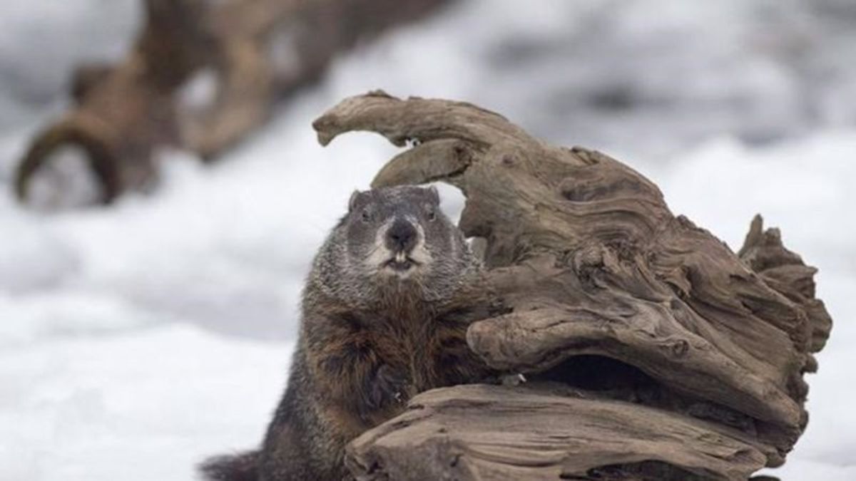 Groundhog Day: Nova Scotia’s Shubenacadie Sam sees shadow, predicts