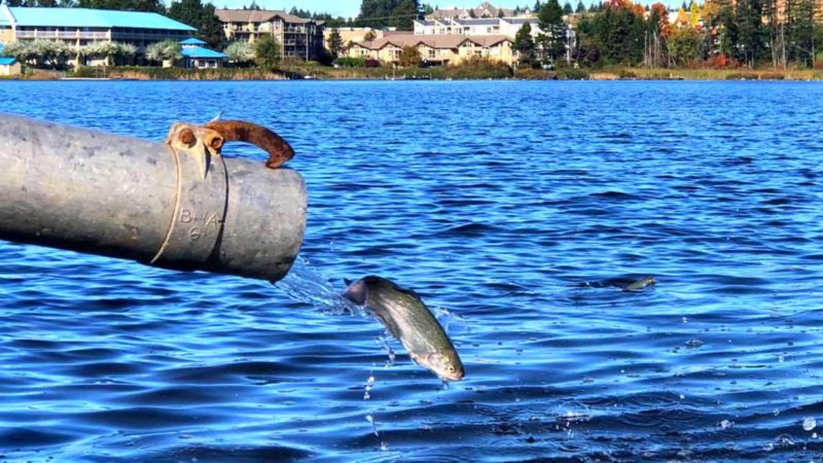 Nanaimo area lakes stocked with trout ahead of spring fishing season, NanaimoNewsNOW