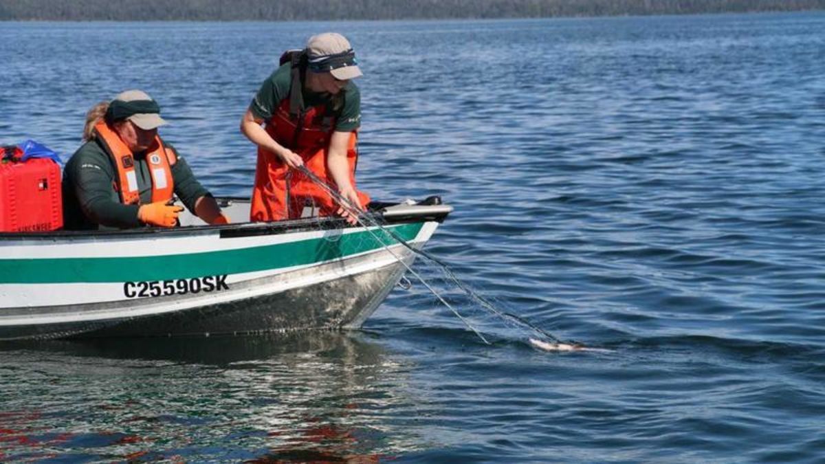 Public Meeting Regarding Low Lake Trout Population in the Prince Albert