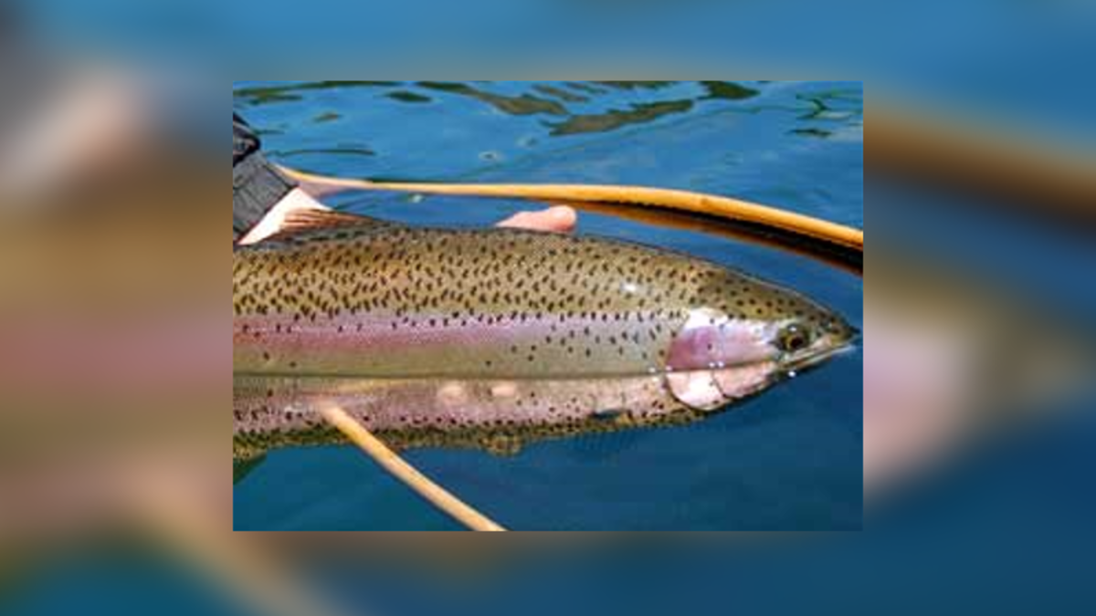 How to Fish for Trout with Lures - Go Fish BC
