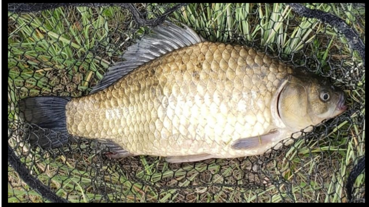 Anglers Look Out for Prussian Carp in Saskatchewan paNOW