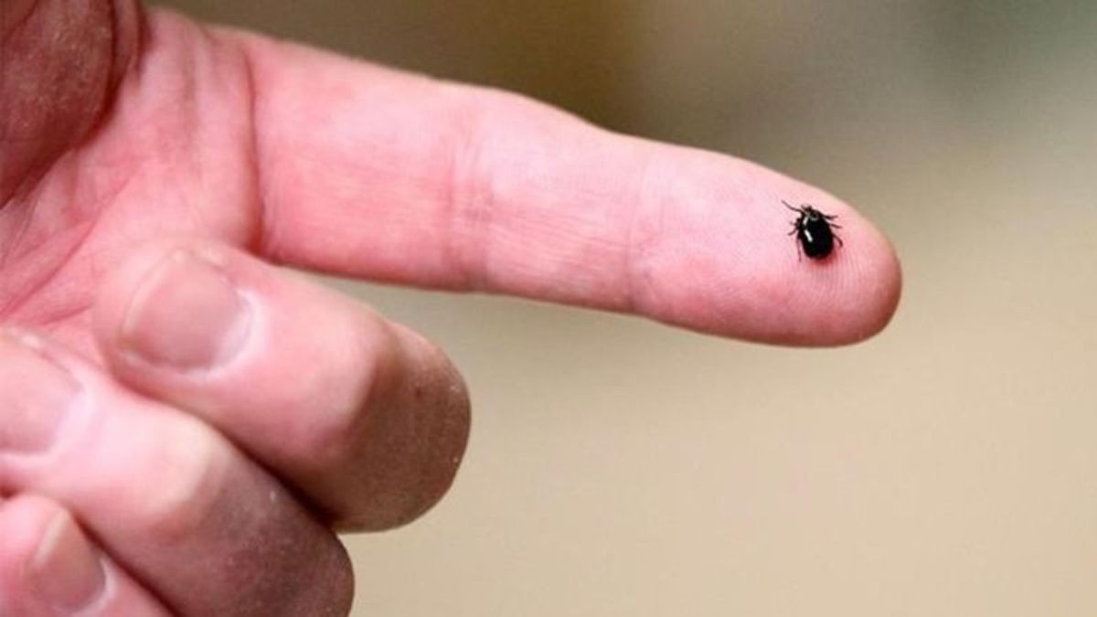 Experts expect bad year for ticks as diseasecarrying bugs expand range