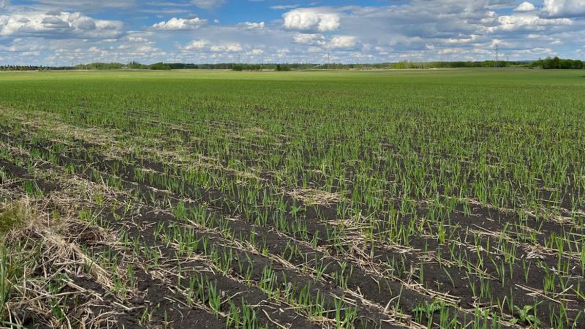 Seeding essentially complete throughout central Alberta | rdnewsnow.com