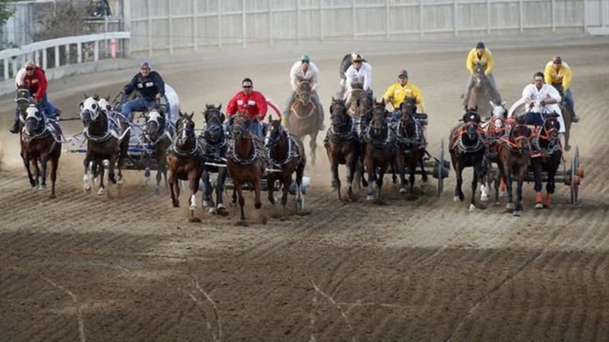 Horse put down following injury during Calgary Stampede chuckwagon races |  Lethbridge News Now