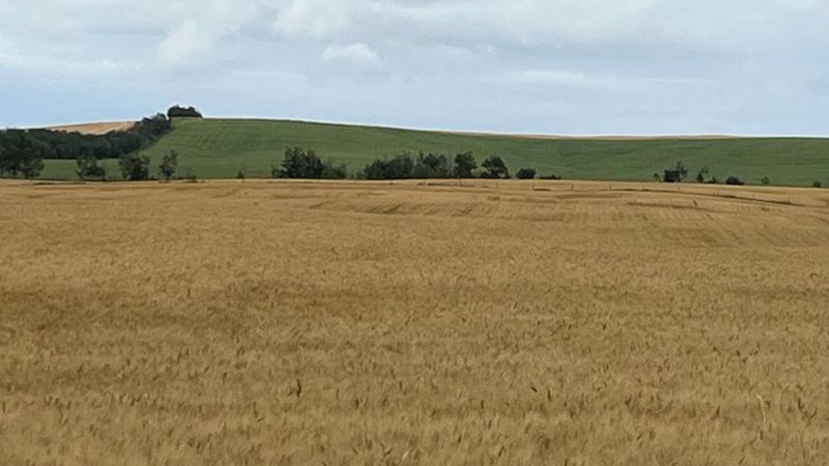 Local harvest well ahead of five-year average | rdnewsnow.com