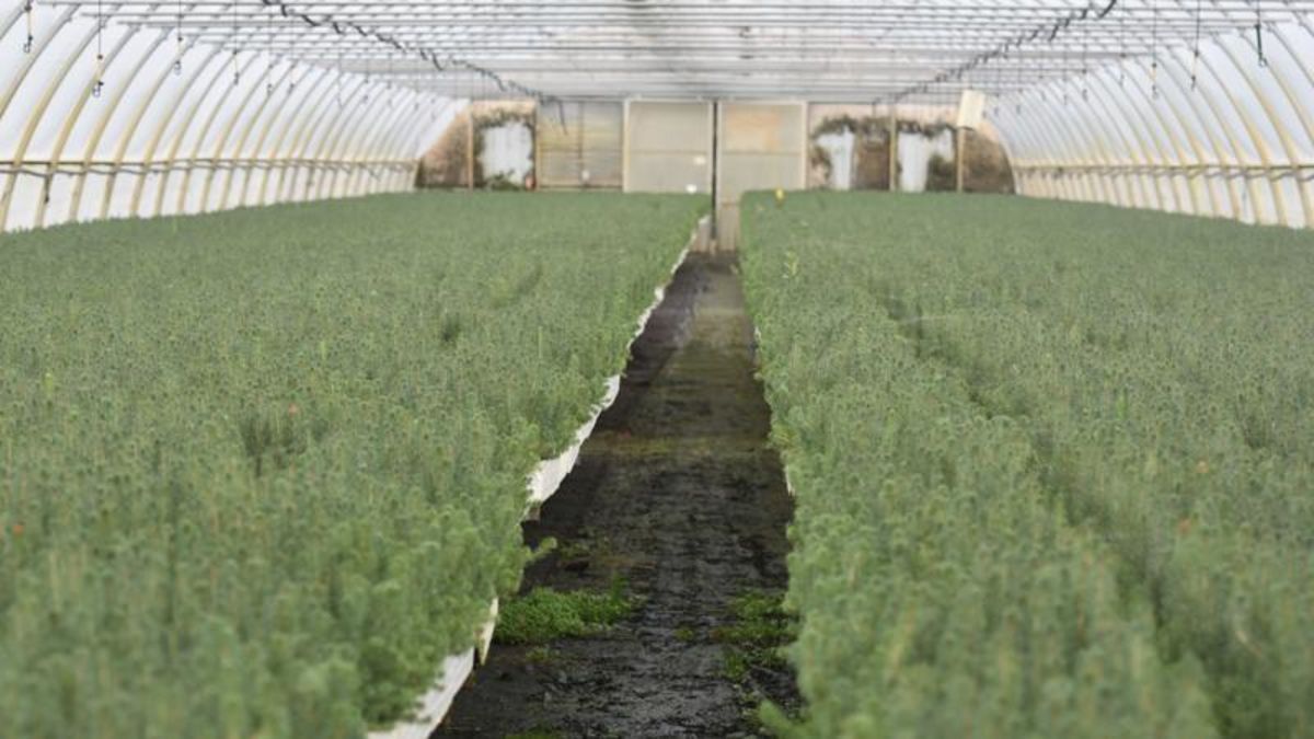 Forest nursery in northern Sask. celebrates 25 year anniversary and