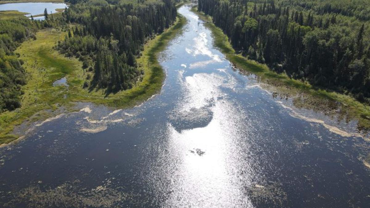 Poor season for wild rice in northern Sask. | larongeNOW