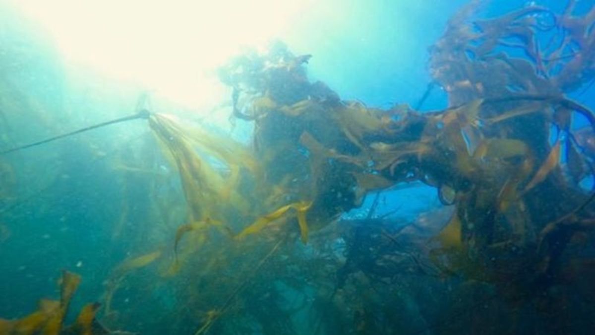 Scientists have developed a technique to restore kelp forests for ...