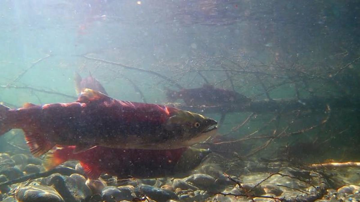 Adam Rivers Ct Dominant Adams River return year has Salute to the Sockeye stocked up ...