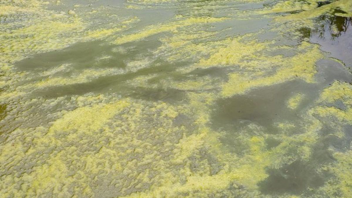 Blue-green algae (cyanobacteria) bloom advisories lifted | rdnewsnow.com