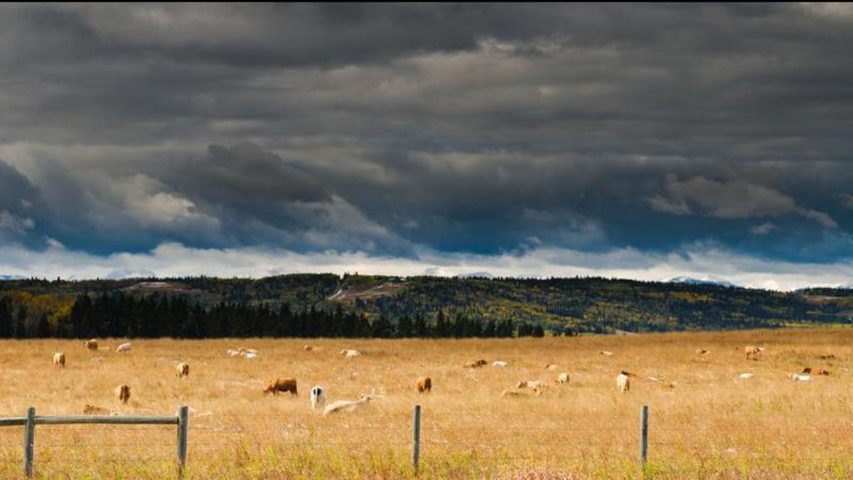 Grazing leases to play role in carbon sequestration, options for more