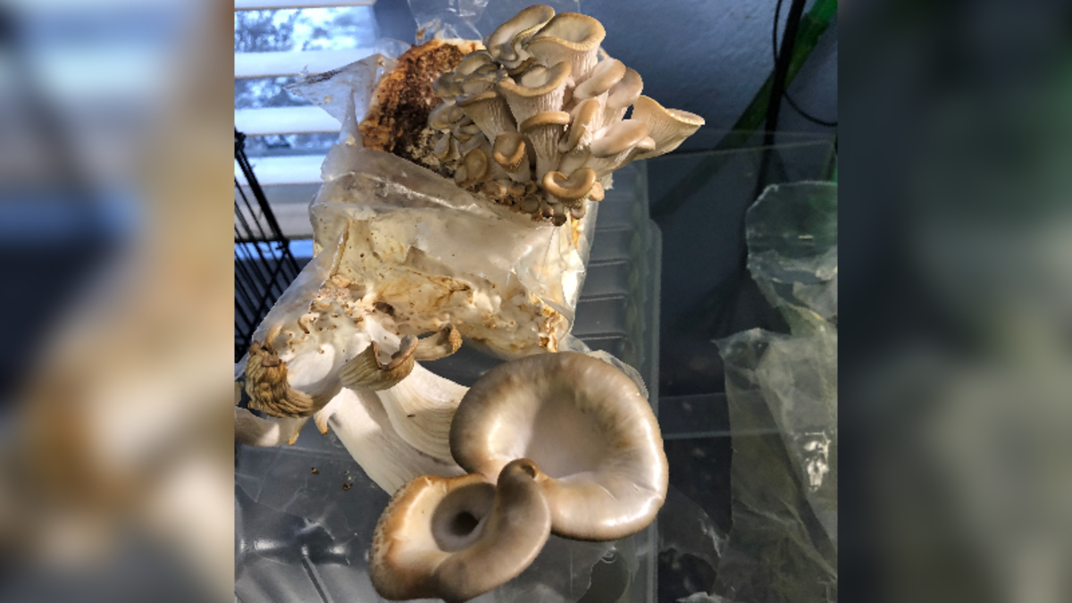 Vernon students examine ways to break down plastics using mushrooms