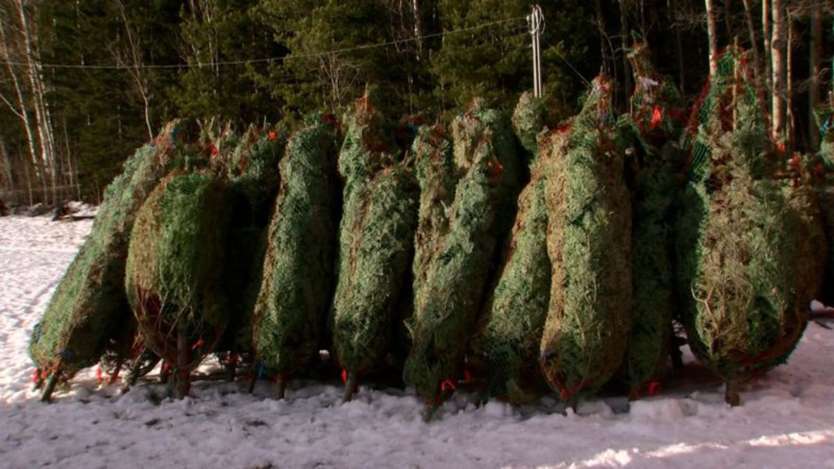 Christmas tree farm ready for the season | CKPG Today
