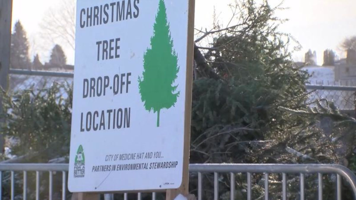 City recycling depots for real Christmas trees now open CHAT News Today