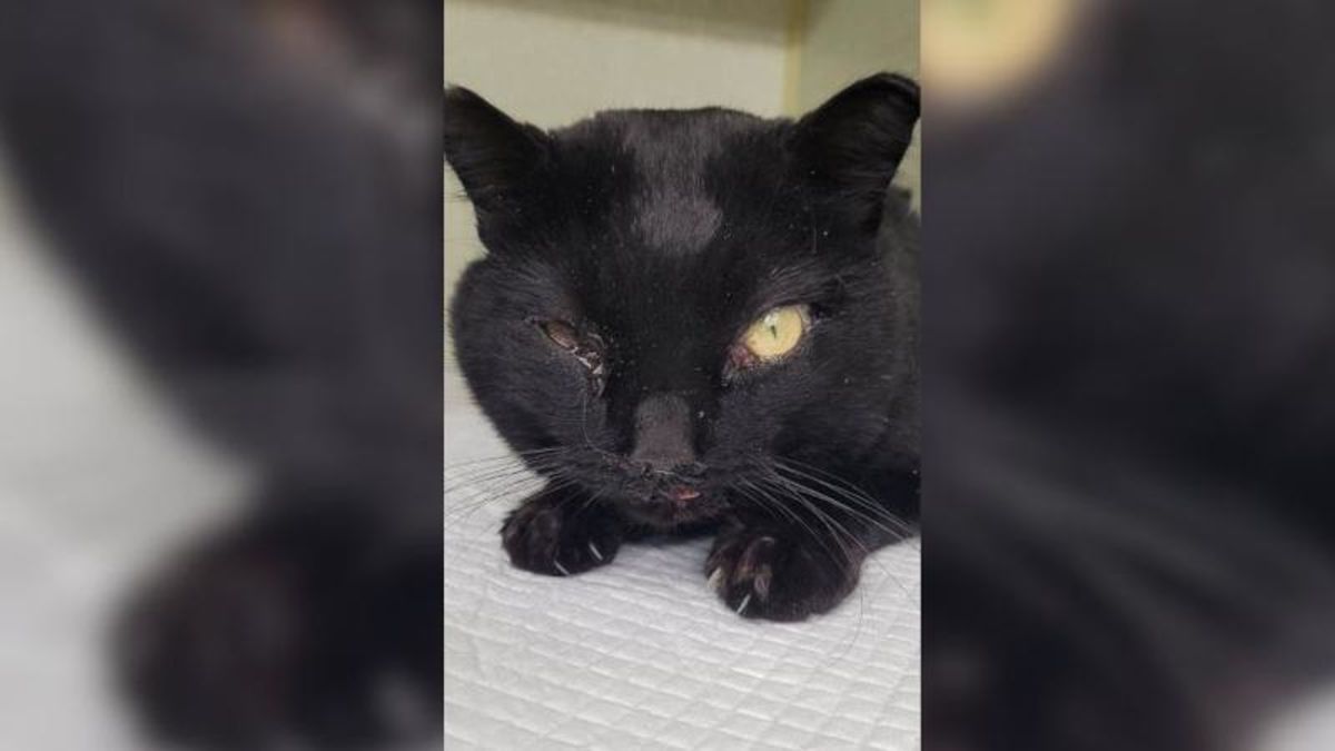 Injured cat clings to life after blunt force trauma to head northeastNOW