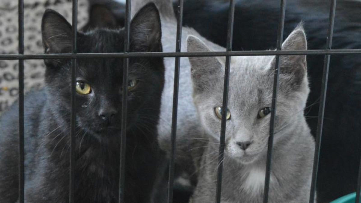 Battlefords Humane Society plans ‘Pies and Pints’ fundraiser