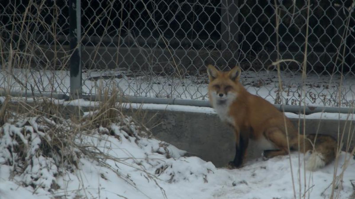 What does the fox say on Groundhog Day in Kamloops? CFJC Today Kamloops