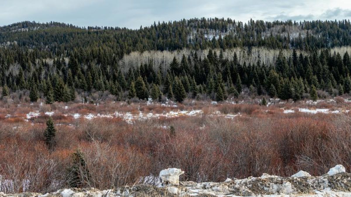 Southern Alberta ranchers conserving land to help protect drinking