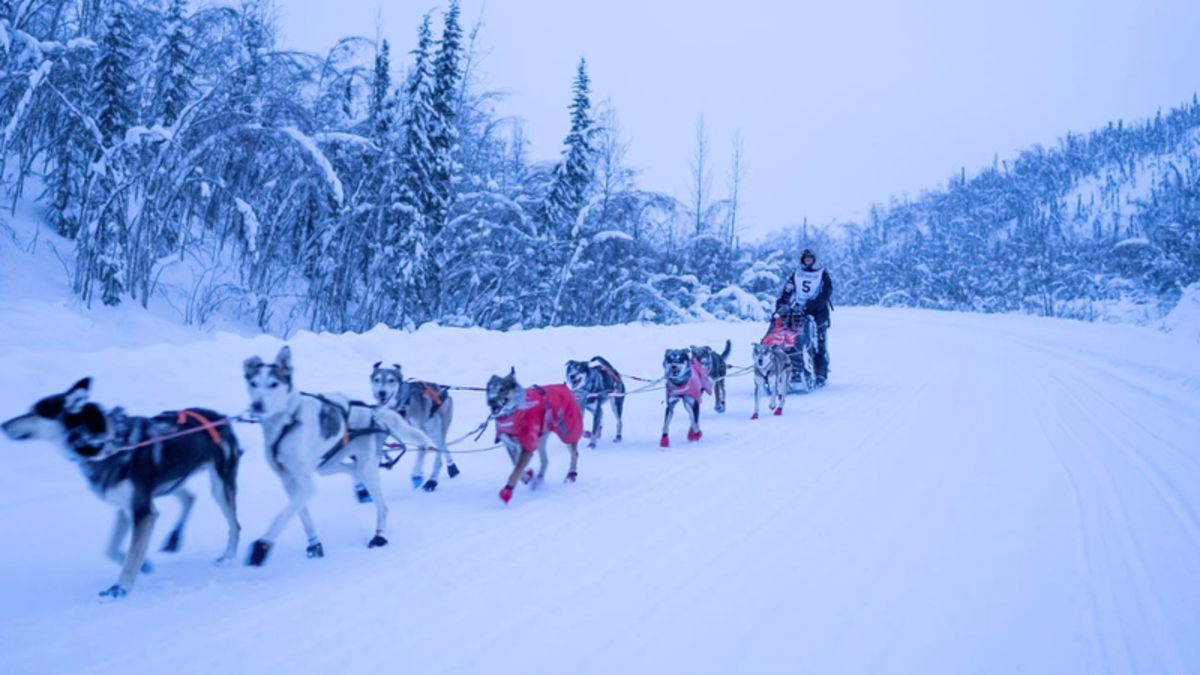 Locally-owned Elevation Sled Dogs places 3rd and 4th at Yukon Quest ...